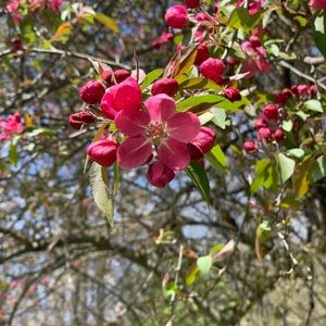 Meet your Posher, Caitlyn